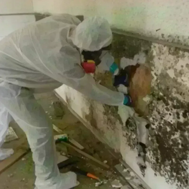 Mold Remediation and Removal in Rockingham County, VA